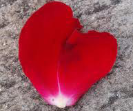 1roseblad